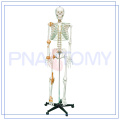PNT-0104 180cm y 175cm Modelo de esqueleto y calavera adulto